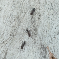 Iridomyrmex sp. (genus) at Higgins, ACT - 21 Aug 2024 10:00 AM