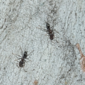 Iridomyrmex sp. (genus) at Higgins, ACT - 21 Aug 2024 10:00 AM