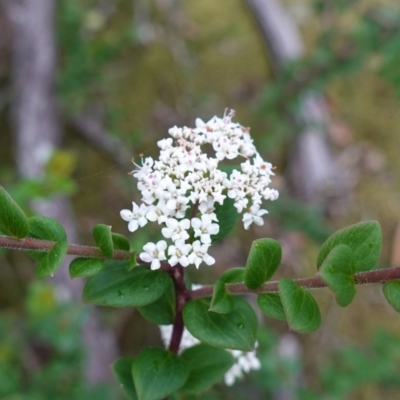 Platysace lanceolata (Shrubby Platysace) at Jerrawangala, NSW - 17 Apr 2024 by RobG1