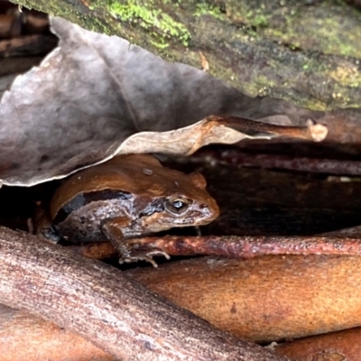 Crinia sp. (genus) (A froglet) at Wollogorang, NSW - 13 Aug 2024 by davidcunninghamwildlife