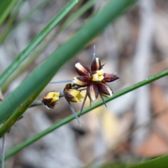 Lomandra longifolia (Spiny-headed Mat-rush, Honey Reed) at Jerrawangala, NSW - 17 Apr 2024 by RobG1