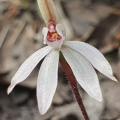 Caladenia fuscata (Dusky Fingers) at Denman Prospect, ACT - 25 Aug 2024 by Bubbles