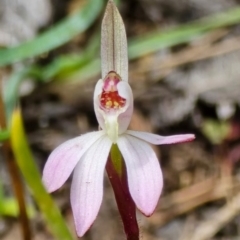 Caladenia fuscata (Dusky Fingers) at Denman Prospect, ACT - 25 Aug 2024 by Bubbles