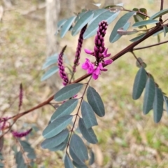 Indigofera australis subsp. australis at Hall, ACT - 25 Aug 2024