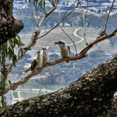 Dacelo novaeguineae (Laughing Kookaburra) at Springrange, NSW - 24 Aug 2024 by Jiggy