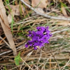Hardenbergia violacea (False Sarsaparilla) at Taylor, ACT - 25 Aug 2024 by Jiggy