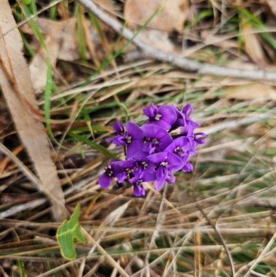 Hardenbergia violacea (False Sarsaparilla) at Taylor, ACT - 25 Aug 2024 by Jiggy