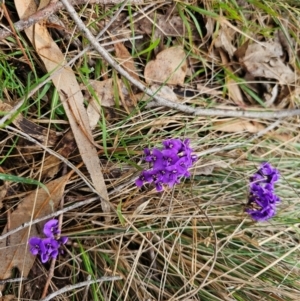 Hardenbergia violacea at Taylor, ACT - 25 Aug 2024