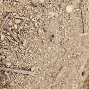 Myrmecia sp. (genus) at Taylor, ACT - 25 Aug 2024 10:31 AM