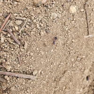 Myrmecia sp. (genus) (Bull ant or Jack Jumper) at Taylor, ACT - 25 Aug 2024 by Jiggy