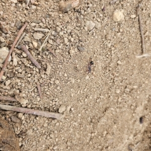 Myrmecia sp. (genus) at Taylor, ACT - 25 Aug 2024 10:31 AM