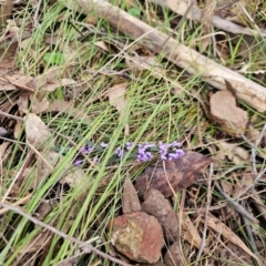 Hovea heterophylla (Common Hovea) at Taylor, ACT - 24 Aug 2024 by Jiggy