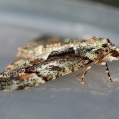 Aeolochroma metarhodata at Moruya, NSW - suppressed