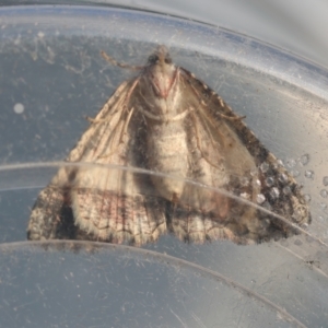 Aeolochroma metarhodata at Moruya, NSW - suppressed