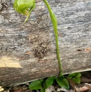 Pterostylis nutans at Yarralumla, ACT - suppressed