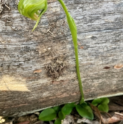 Pterostylis nutans (Nodding Greenhood) at Yarralumla, ACT - 1 Sep 2023 by Jennybach