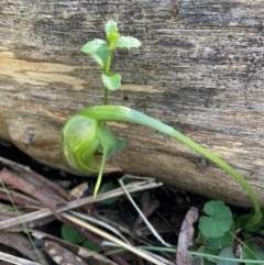 Pterostylis nutans at Yarralumla, ACT - suppressed