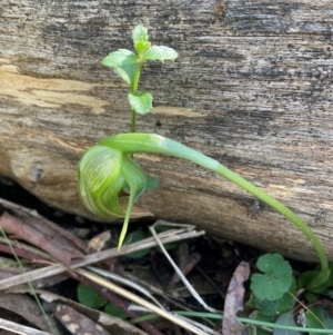 Pterostylis nutans at Yarralumla, ACT - 1 Sep 2023