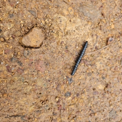 Paradoxosomatidae sp. (family) (Millipede) at Taylor, ACT - 25 Aug 2024 by Jiggy