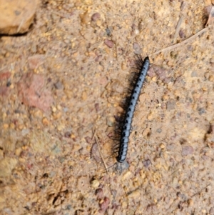 Paradoxosomatidae sp. (family) at Taylor, ACT - 25 Aug 2024 09:24 AM