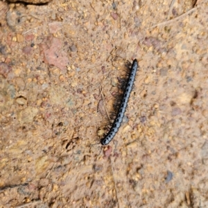 Paradoxosomatidae sp. (family) at Taylor, ACT - 25 Aug 2024 09:24 AM