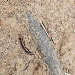 Paradoxosomatidae sp. (family) at Taylor, ACT - 25 Aug 2024 09:24 AM