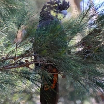 Calyptorhynchus lathami lathami (Glossy Black-Cockatoo) at Moruya, NSW - 24 Aug 2024 by LisaH