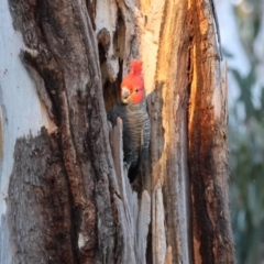 Callocephalon fimbriatum (Gang-gang Cockatoo) at Hughes, ACT - 24 Aug 2024 by LisaH