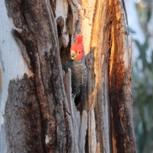 Callocephalon fimbriatum at Hughes, ACT - 24 Aug 2024