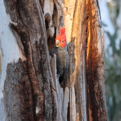 Callocephalon fimbriatum (Gang-gang Cockatoo) at Hughes, ACT - 24 Aug 2024 by LisaH