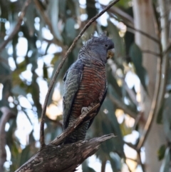 Callocephalon fimbriatum at Hughes, ACT - 24 Aug 2024