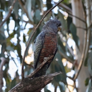 Callocephalon fimbriatum at Hughes, ACT - 24 Aug 2024