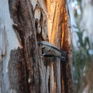 Callocephalon fimbriatum at Hughes, ACT - 24 Aug 2024