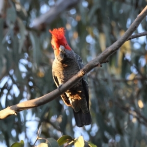 Callocephalon fimbriatum at Hughes, ACT - 24 Aug 2024