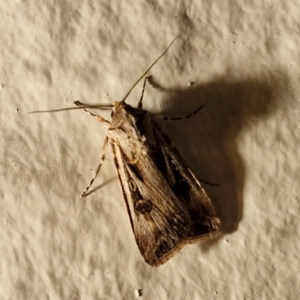 Agrotis munda at Goulburn, NSW - 25 Aug 2024 07:27 PM