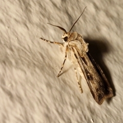 Agrotis munda at Goulburn, NSW - 25 Aug 2024 07:27 PM