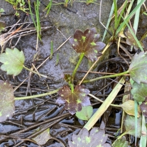 Ranunculus muricatus at Whitlam, ACT - 25 Aug 2024