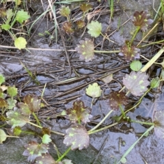 Ranunculus muricatus at Whitlam, ACT - 25 Aug 2024