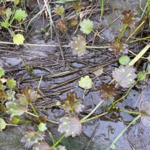 Ranunculus muricatus at Whitlam, ACT - 25 Aug 2024