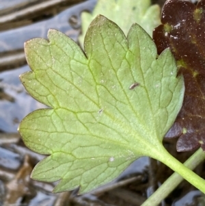 Ranunculus muricatus at Whitlam, ACT - 25 Aug 2024