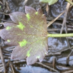 Ranunculus muricatus at Whitlam, ACT - 25 Aug 2024