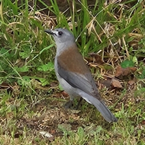 Colluricincla harmonica at Braidwood, NSW - 25 Aug 2024 11:16 AM