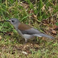 Colluricincla harmonica at Braidwood, NSW - 25 Aug 2024 11:16 AM