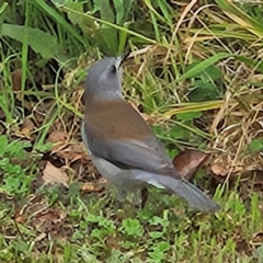 Colluricincla harmonica at Braidwood, NSW - 25 Aug 2024 11:16 AM