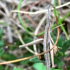 Keyacris scurra (Key's Matchstick Grasshopper) at Hall, ACT - 25 Aug 2024 by strigo