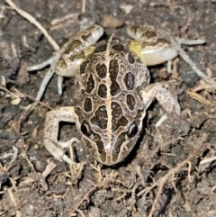 Limnodynastes tasmaniensis (Spotted Grass Frog) at Braidwood, NSW - 25 Aug 2024 by MatthewFrawley