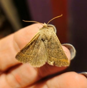 Pantydia (genus) at Captains Flat, NSW - 25 Aug 2024