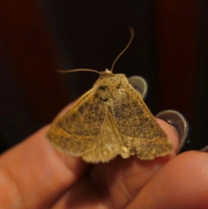 Pantydia (genus) at Captains Flat, NSW - 25 Aug 2024