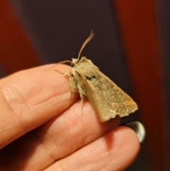 Pantydia (genus) at Captains Flat, NSW - 25 Aug 2024