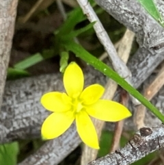 Hypoxis hygrometrica (Golden Weather-grass) at Hall, ACT - 25 Aug 2024 by strigo